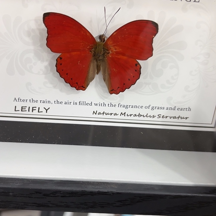 ****n蝴蝶标本定制545@