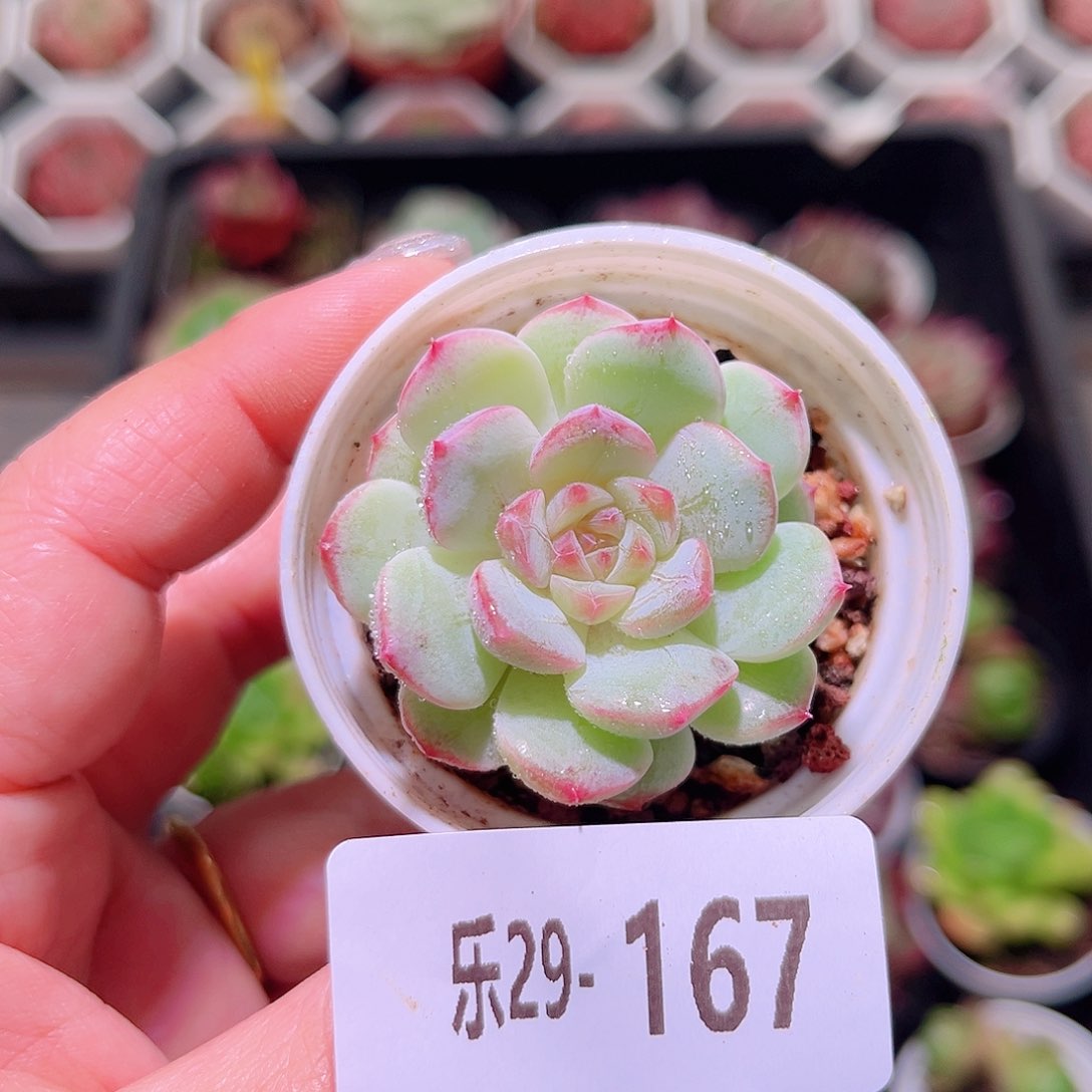 乐然29-167 新品单头 