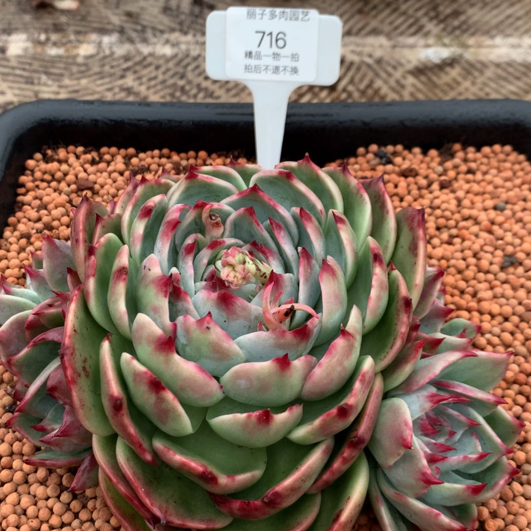 716惊鸿群生1托4。尺寸18。多肉植物