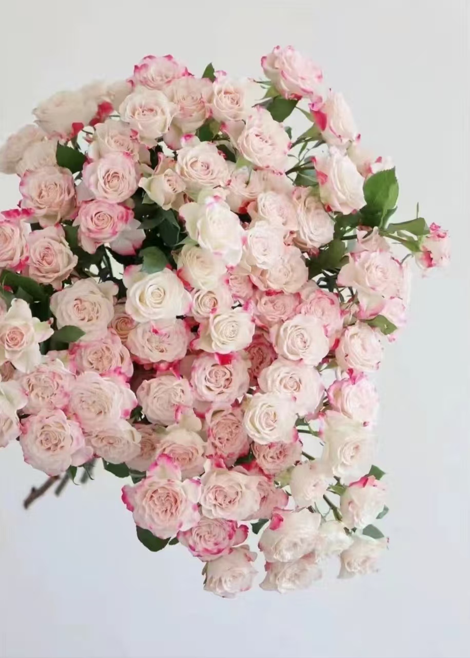 【折射多头玫瑰】--云南基地鲜花--收到货第一时间先醒花