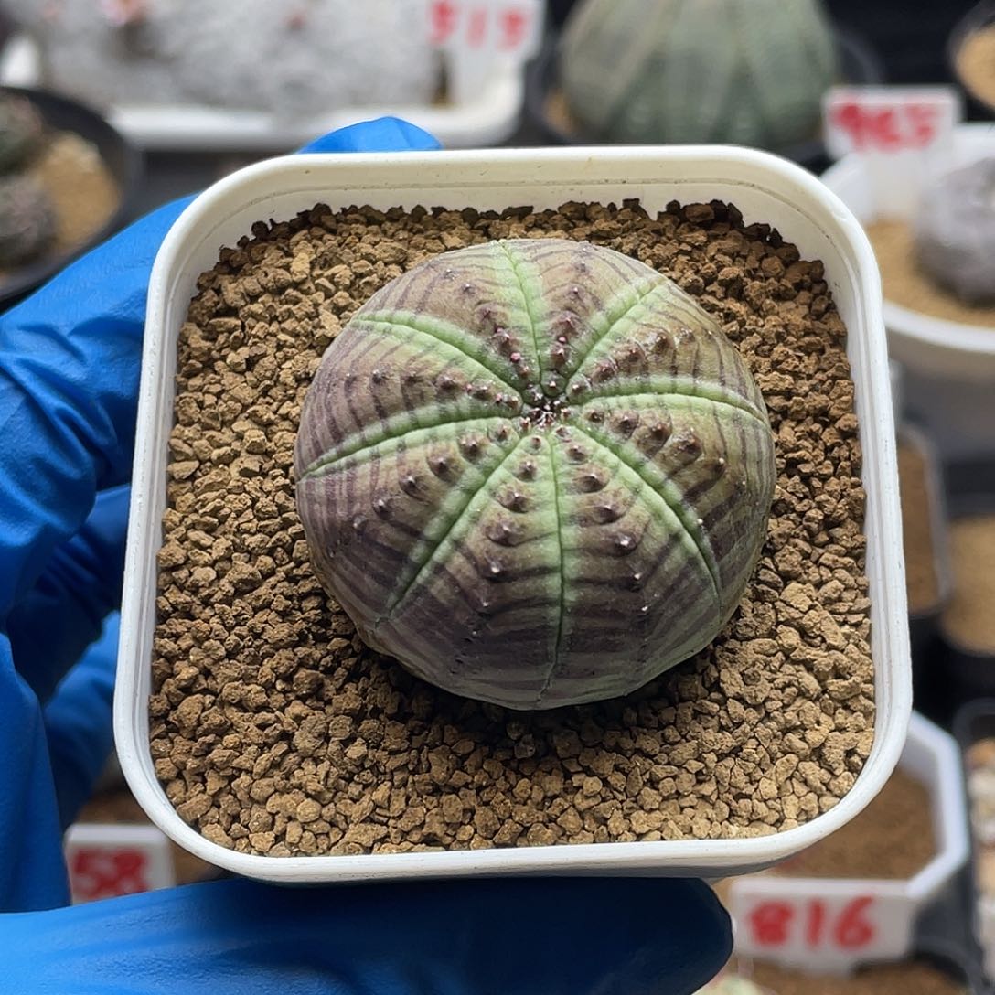 实生米纹布纹球仙人球多肉