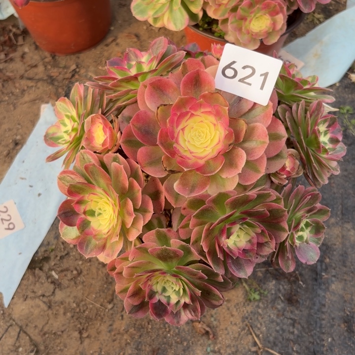 玉姿多肉植物不包损621