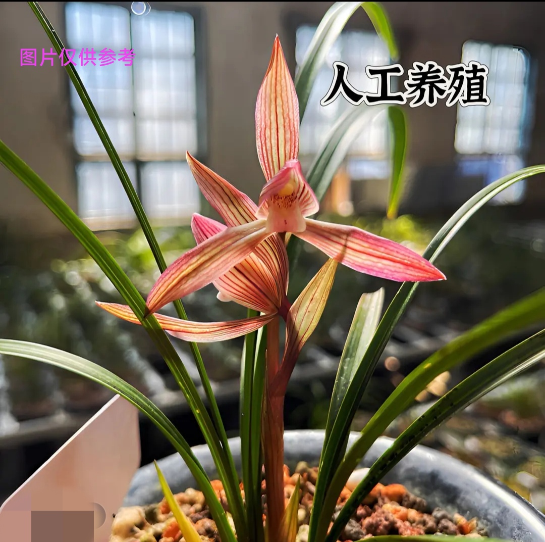 春剑无机贵州高山现实兰花兰草（图片仅供参考）一物一拍兰花盆栽