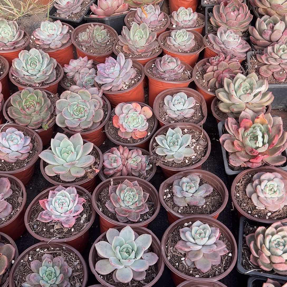 多肉植物一物一拍