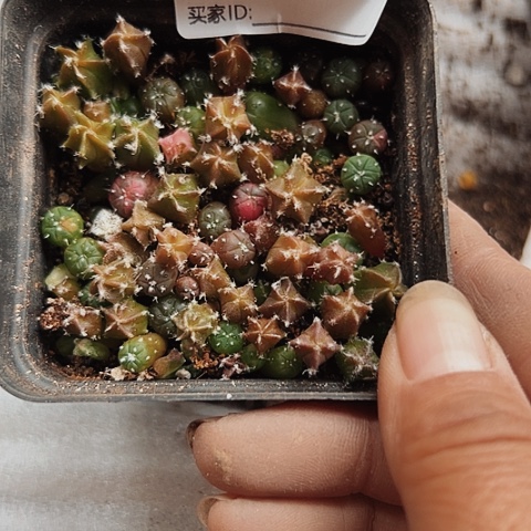 完全开放900一小盆小小苗