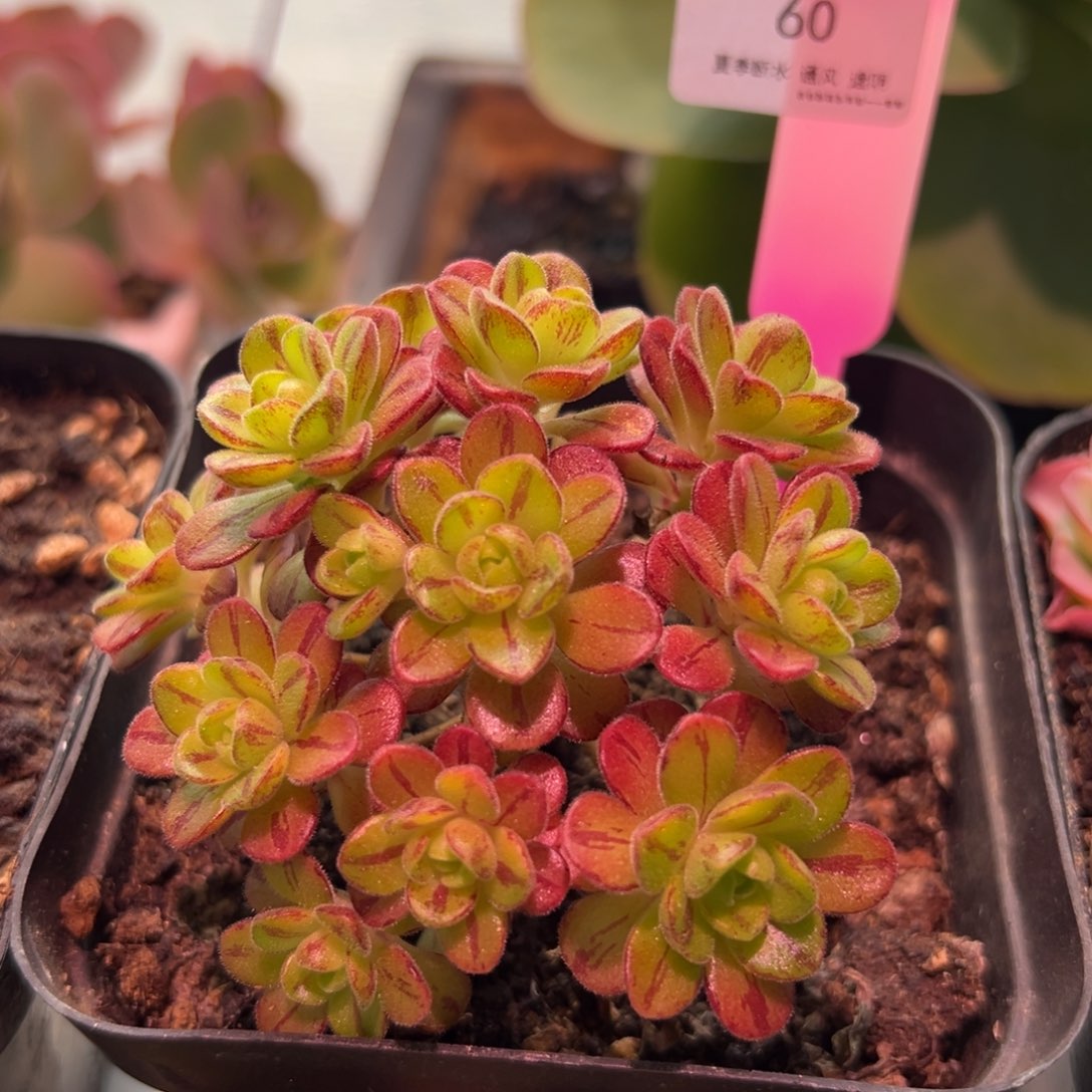 60号红颜橄榄—山地玫瑰