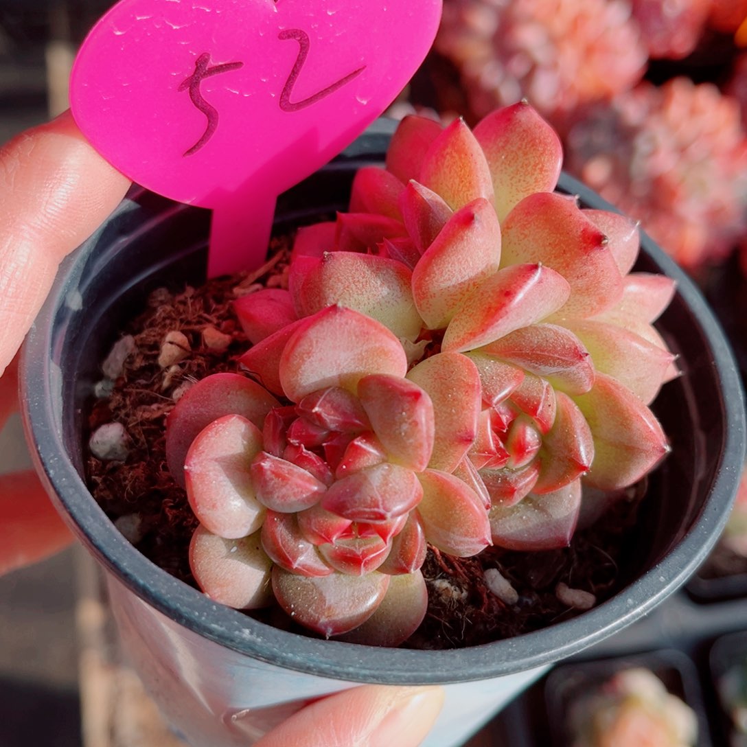 52号小老桩珍妮群