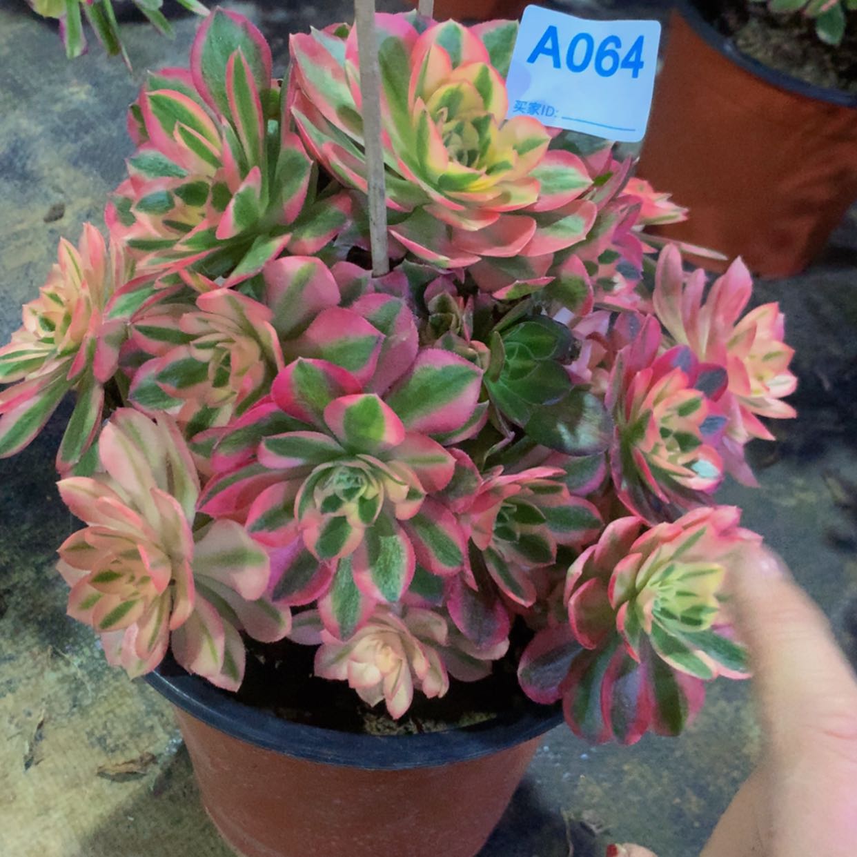 【闪购商品】64女巫多肉