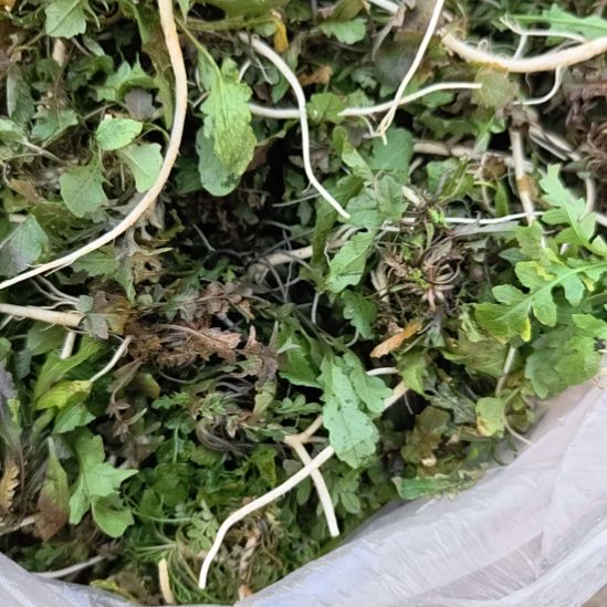 中国大陆野荠菜一斤