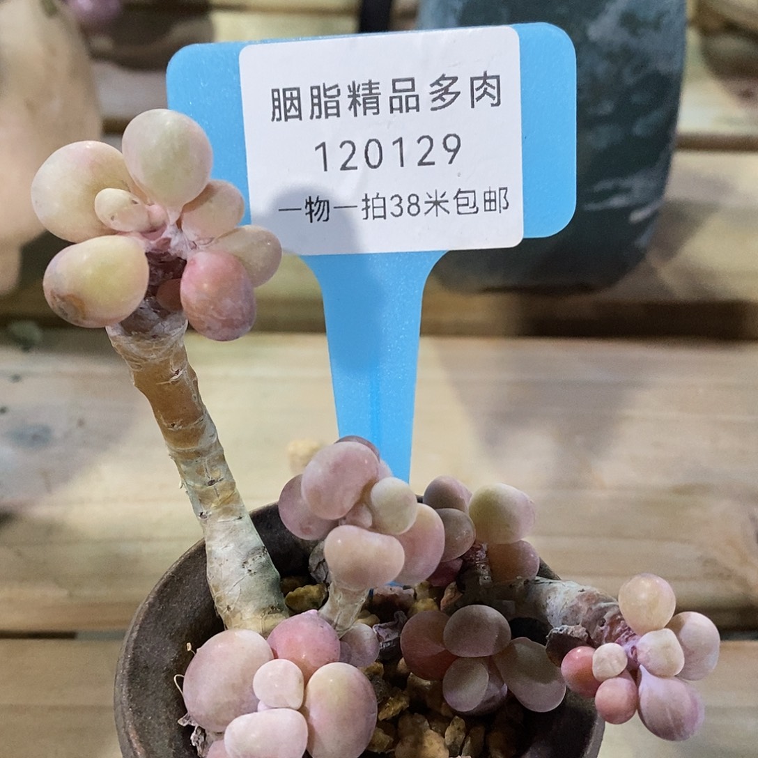 120129boy图烤鱼快乐哦哦