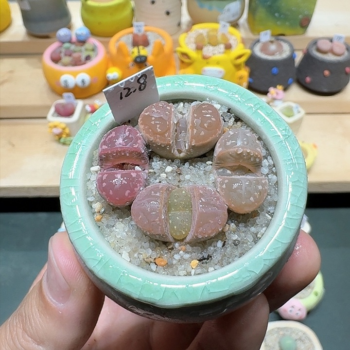 红陶蘑菇848橄榄