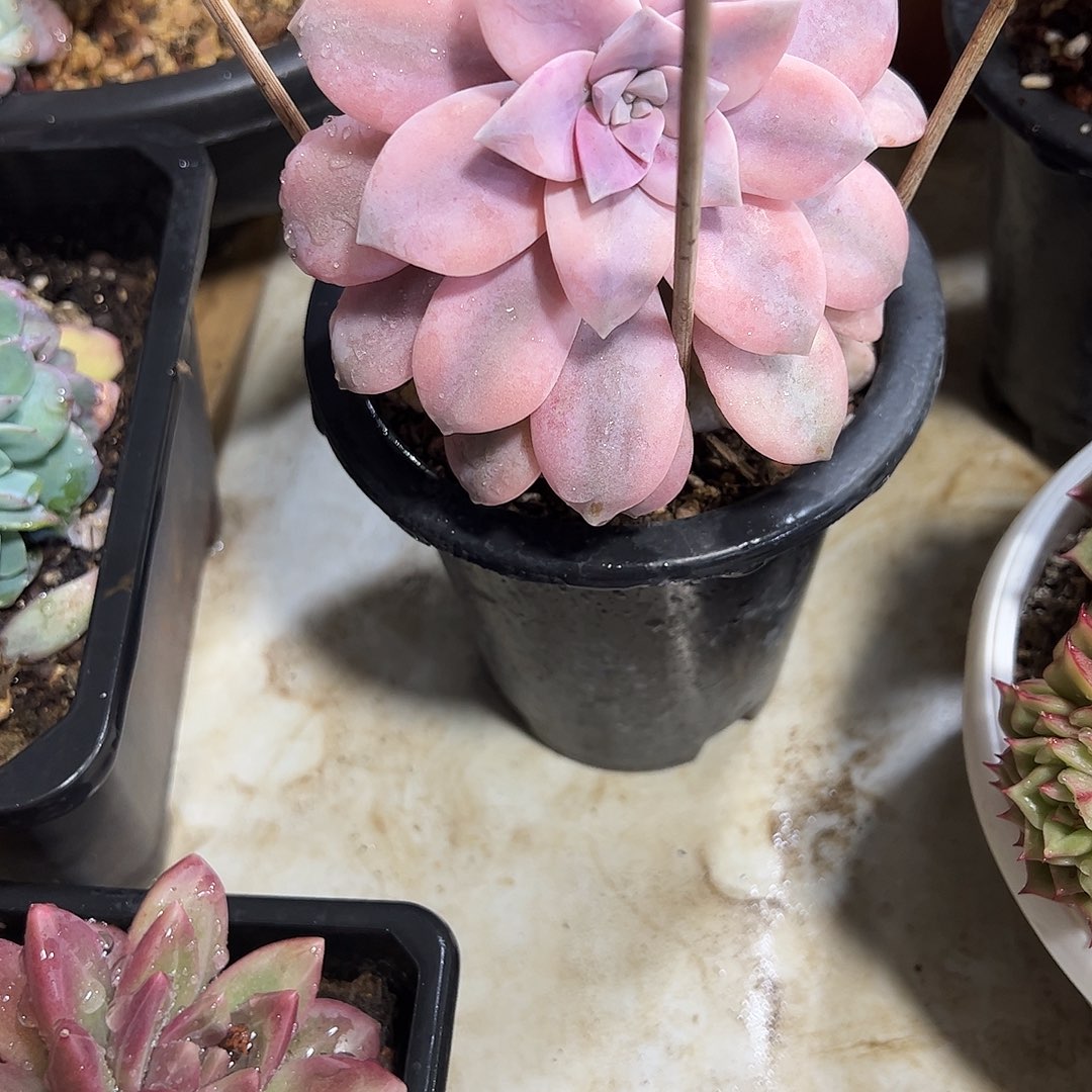 华丽风车锦多肉植物