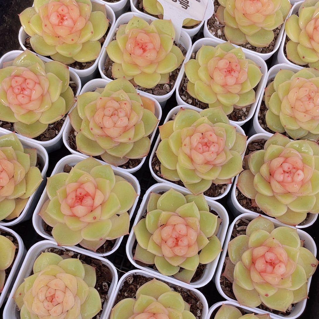 903号 月光石珍妮单头一个