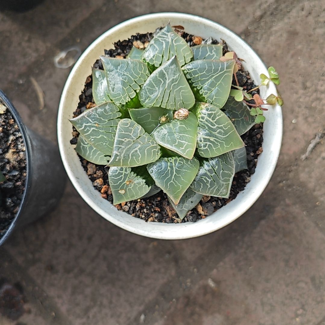 火凤凰一颗多肉植物原盆