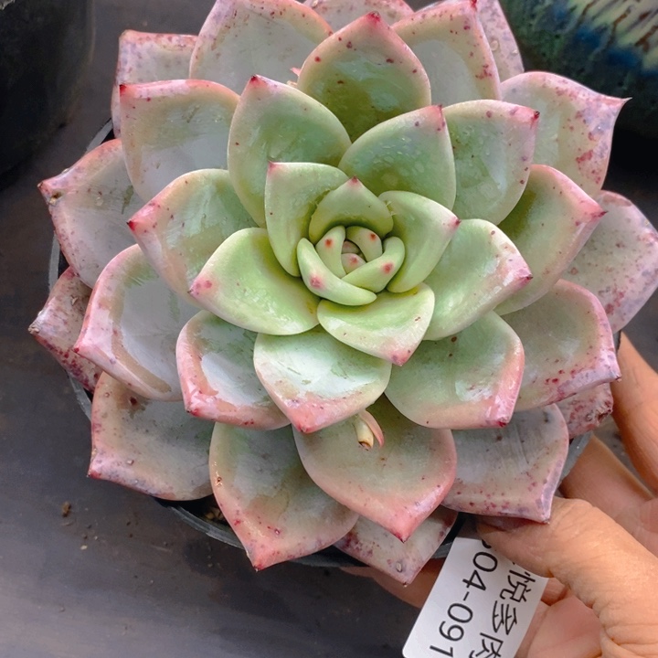 夏悦多肉 0304-91祖母绿