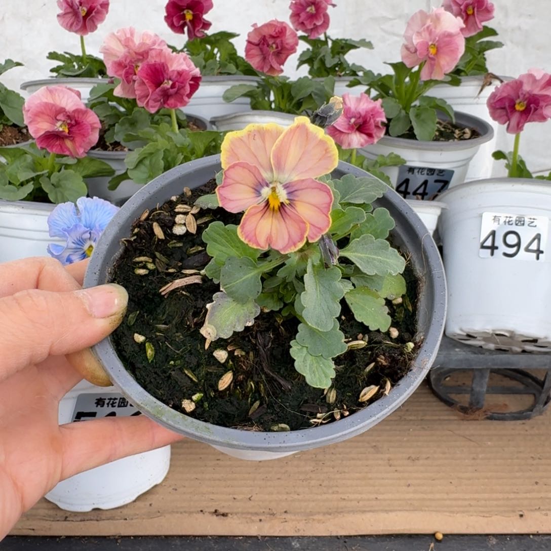 全部花朵521号心跳苗小