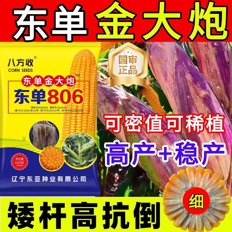 东单金大棒【806】高产玉米品种种子【品种推广送试种】厂家