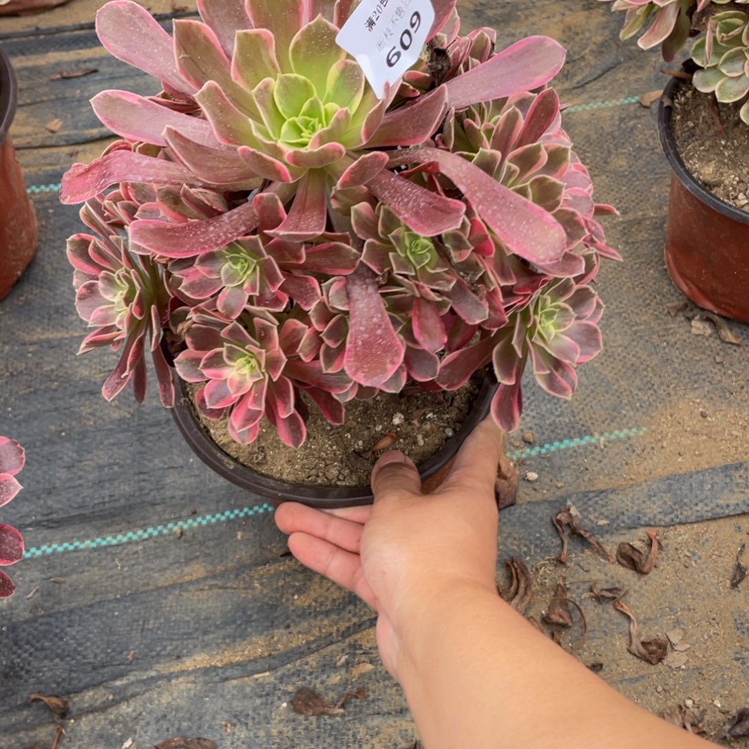 609金丝雀法师多肉断枝不包