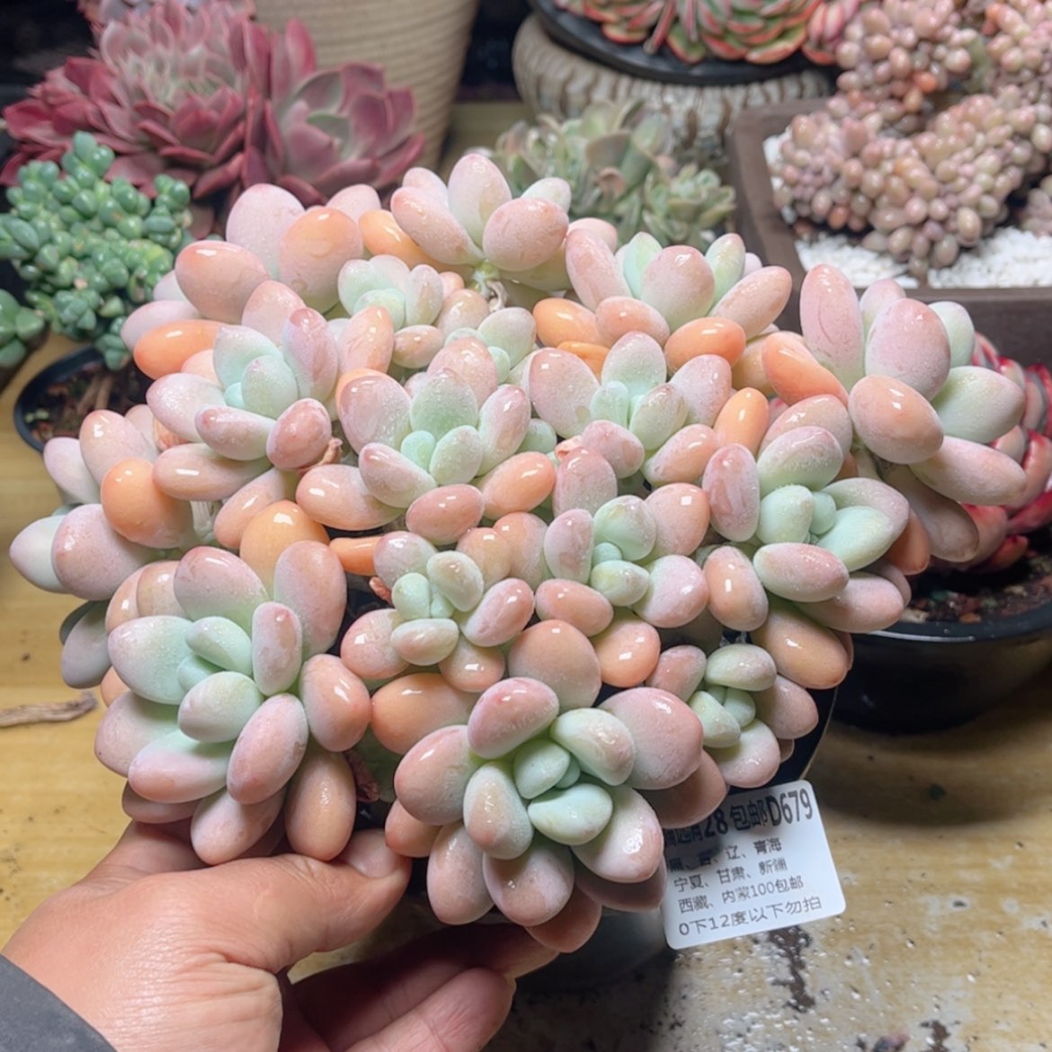 【闪购商品】679香水洛神