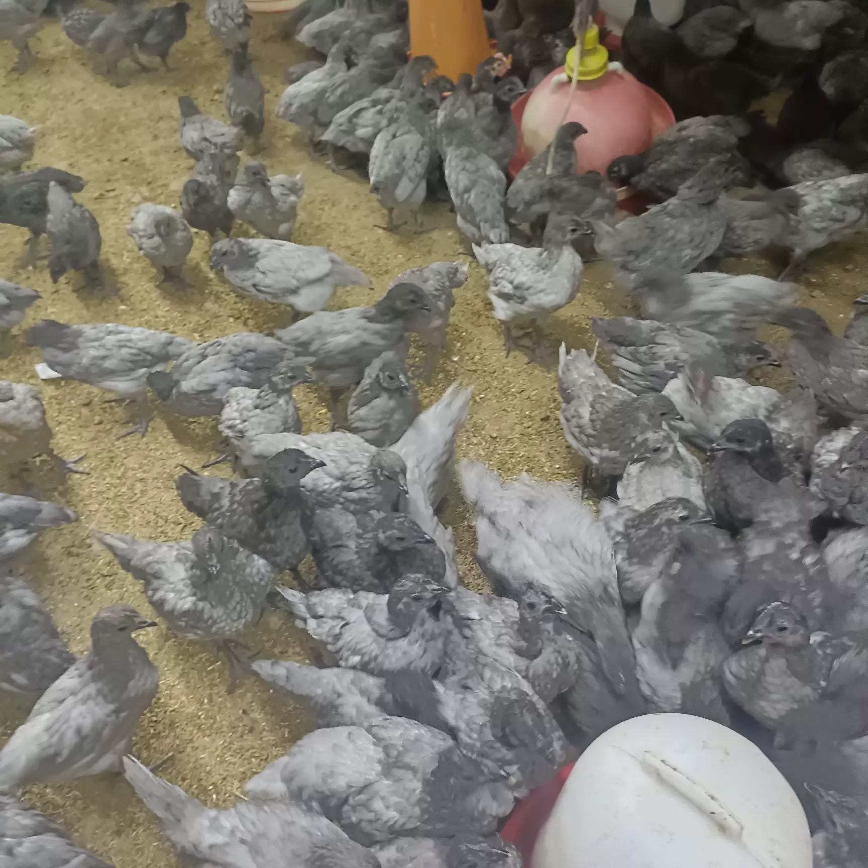 1斤瓦灰鸡乌鸡整鸡快递发货