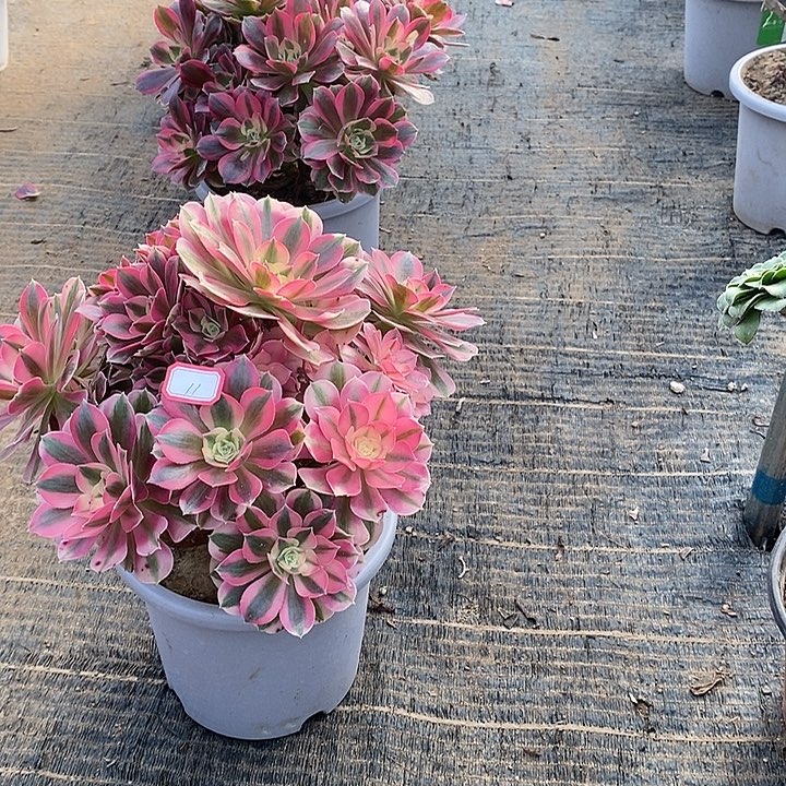 11，粉女巫多肉法师