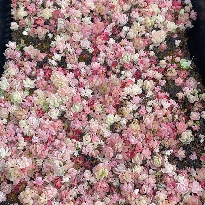 111 多肉植物盆栽花卉植物