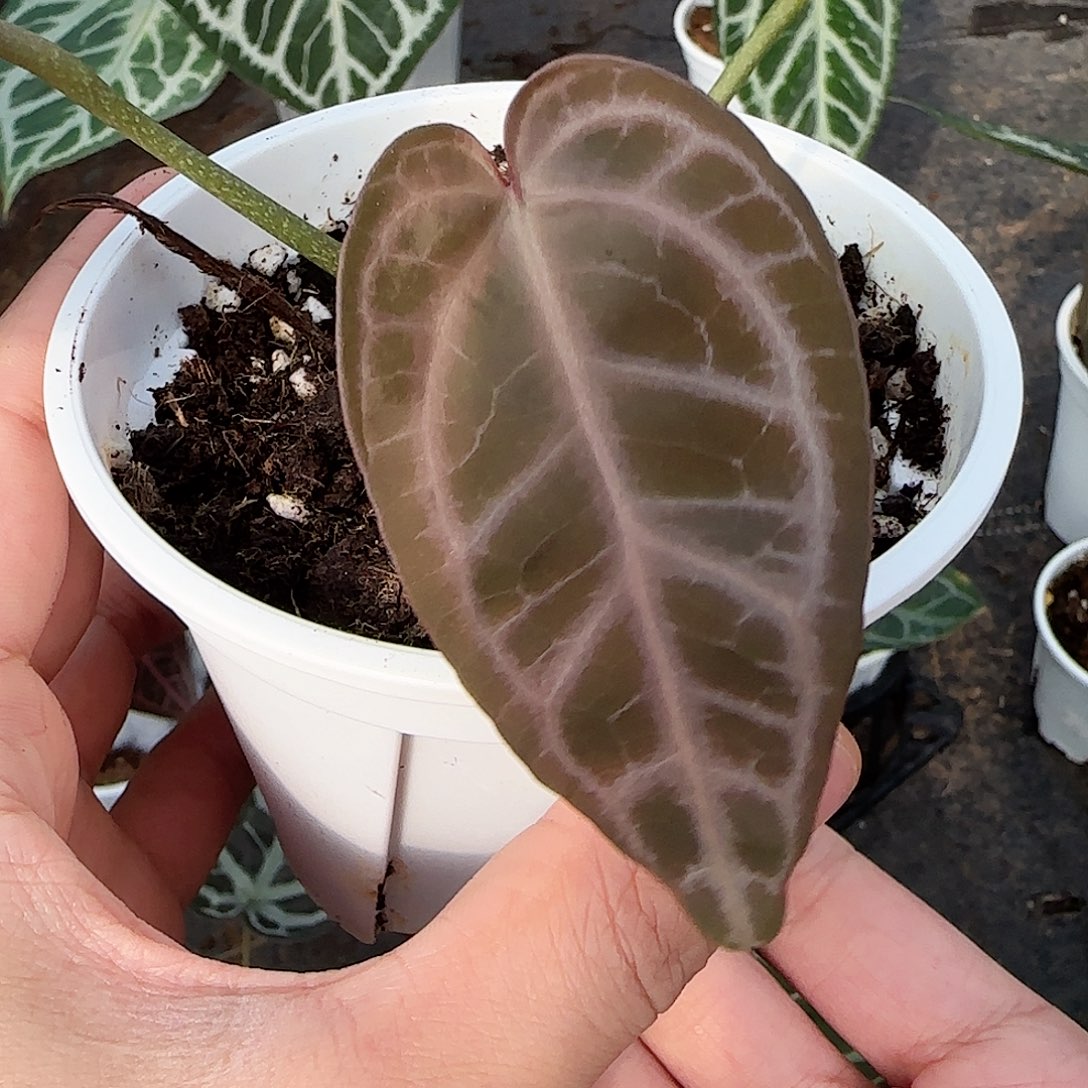 完全开放黑刷子水晶
