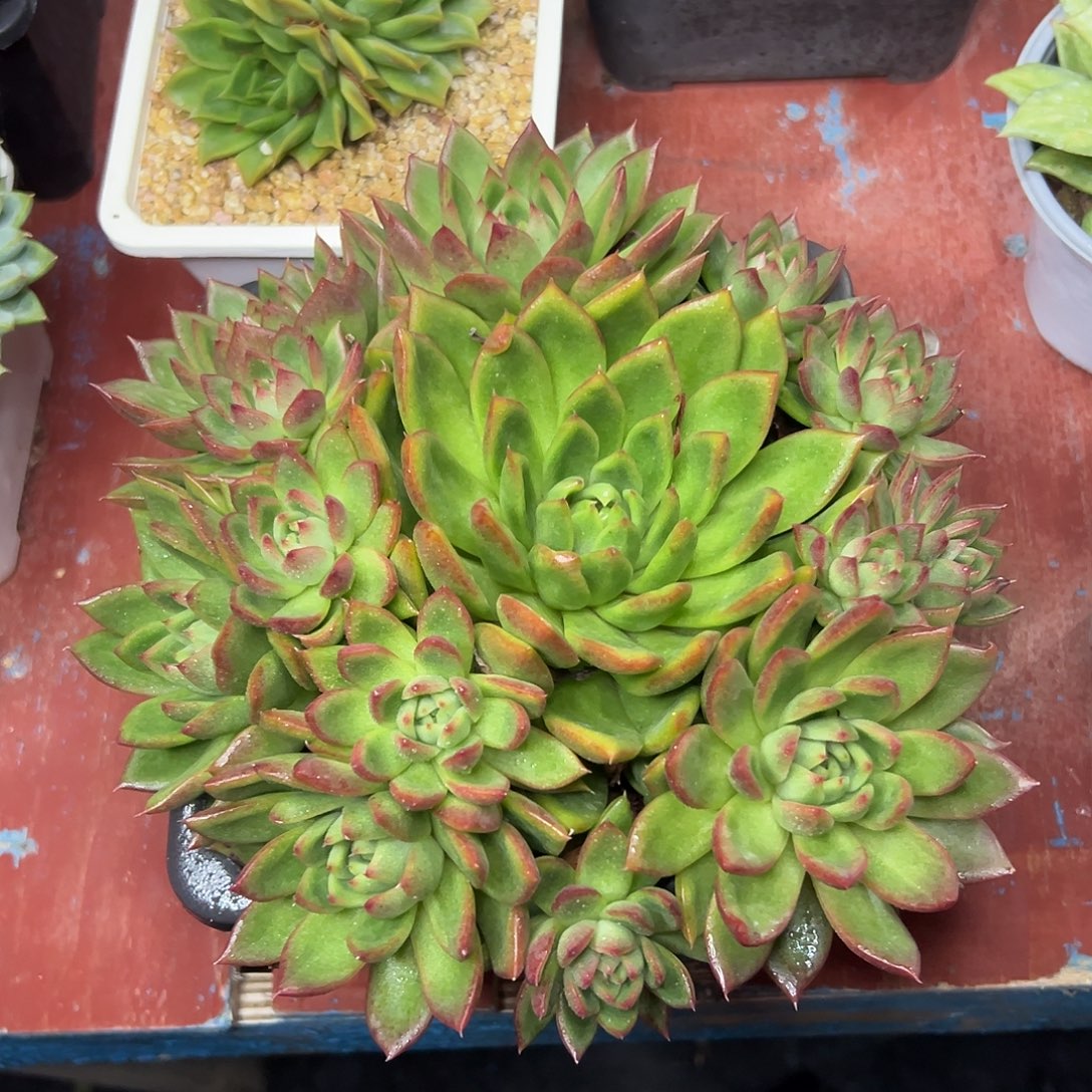 多肉植物一物一拍020