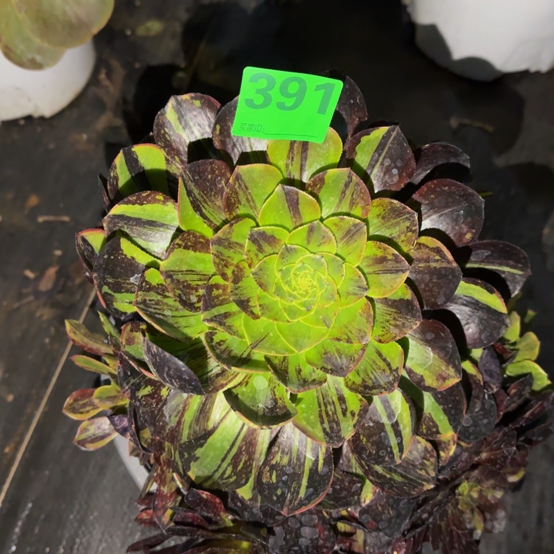 一物一拍墨兰迪391