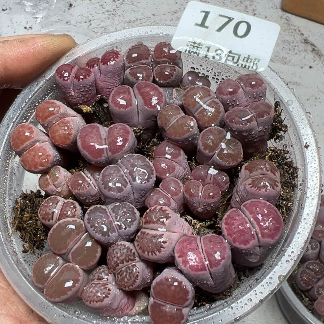 【闪购商品】 170.      