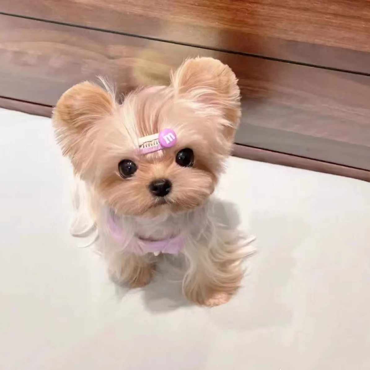 约克夏幼犬宠物活体