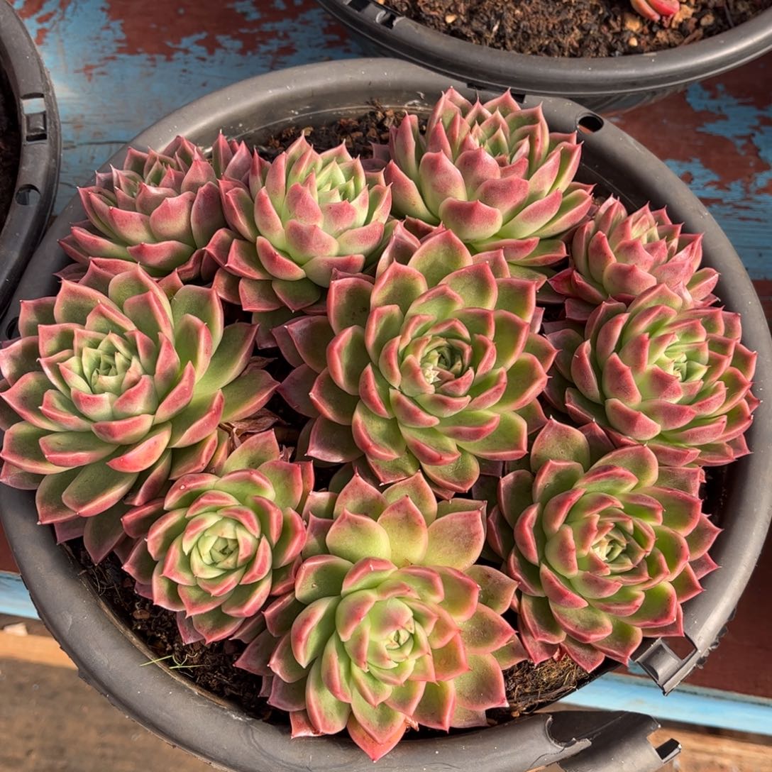 精品多肉一物一拍