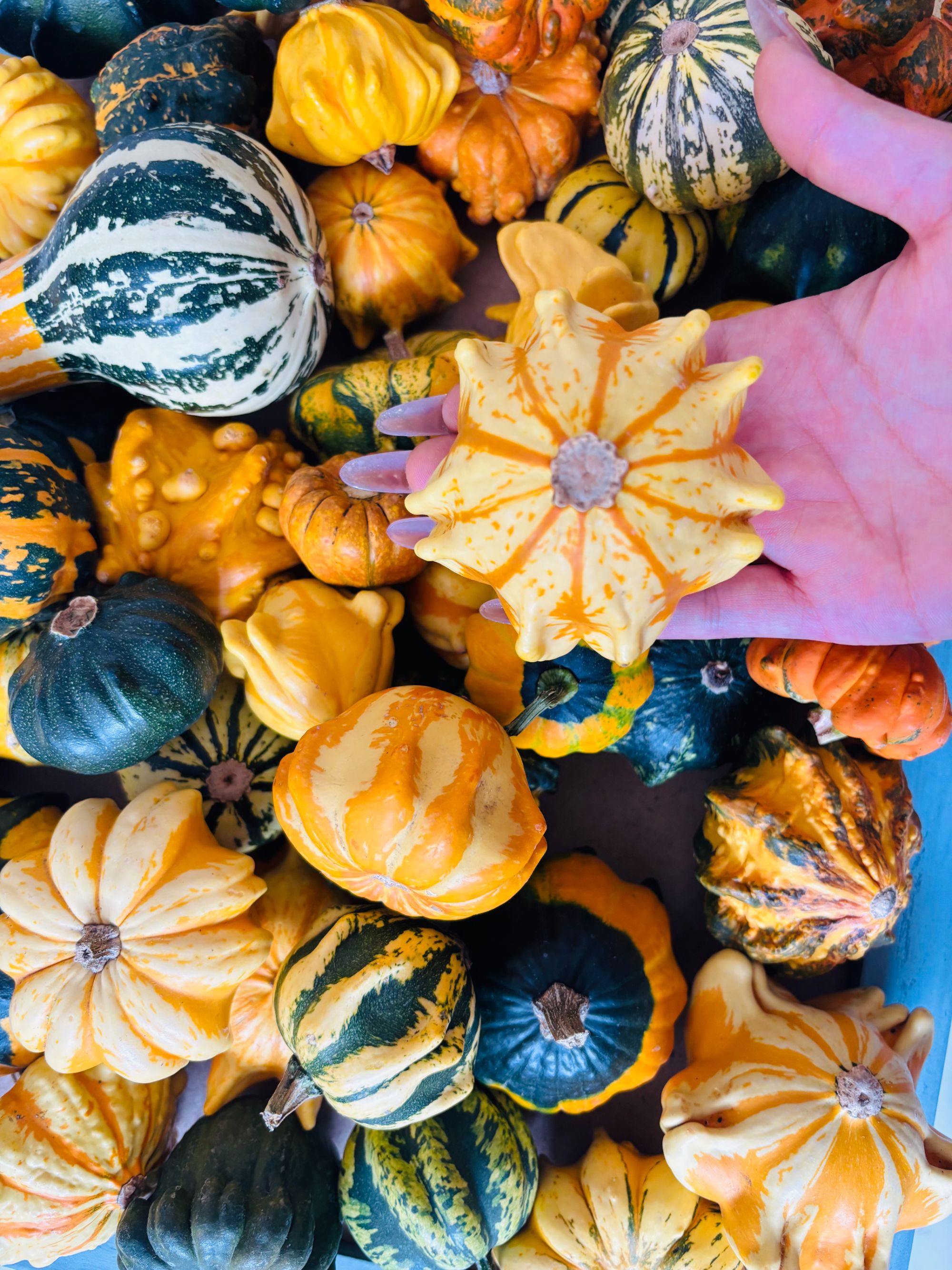 七彩异型葫芦（不保龙头）摆盘链接一物一拍（私拍随机发）