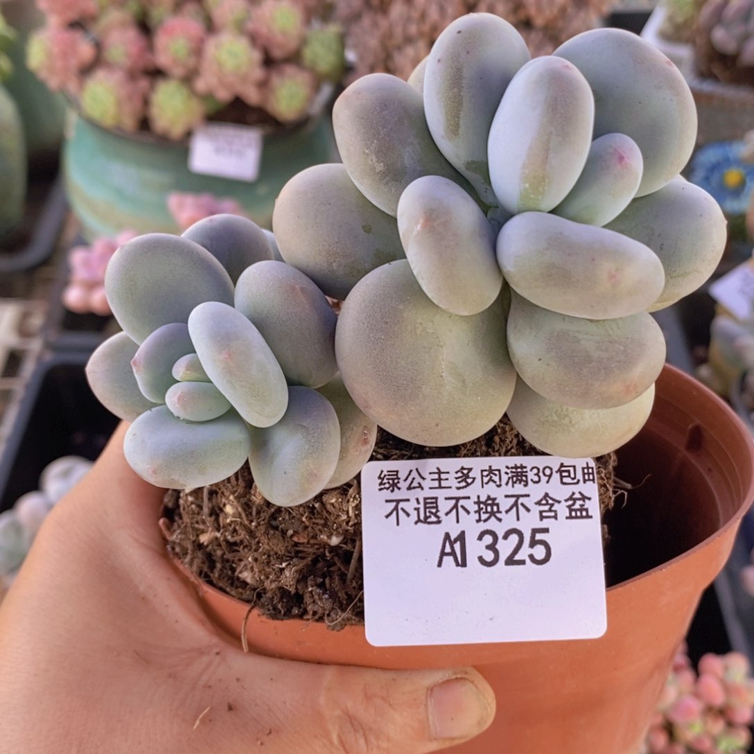 黄金大叶奶10cm325多肉植物