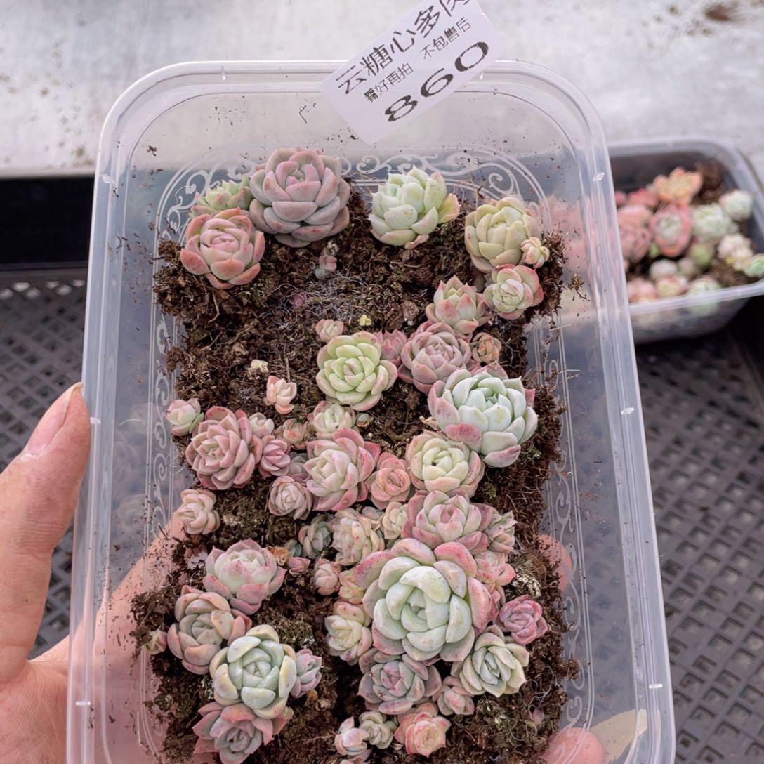 云糖心多肉植物860