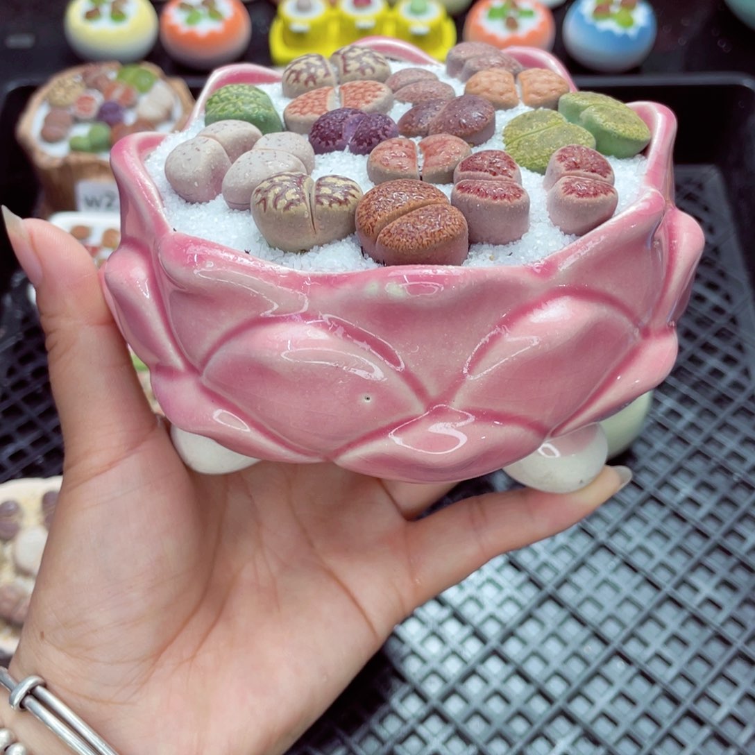 w2276 带盆土发货一物一拍