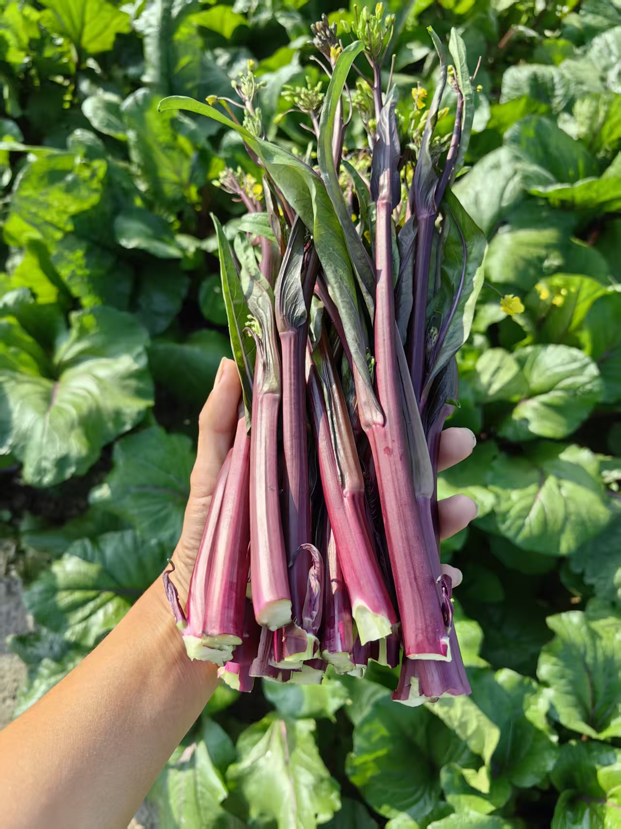 【芳小小家】农家自种红菜苔3斤顺丰包邮时令蔬菜湖北新鲜嫩菜苔