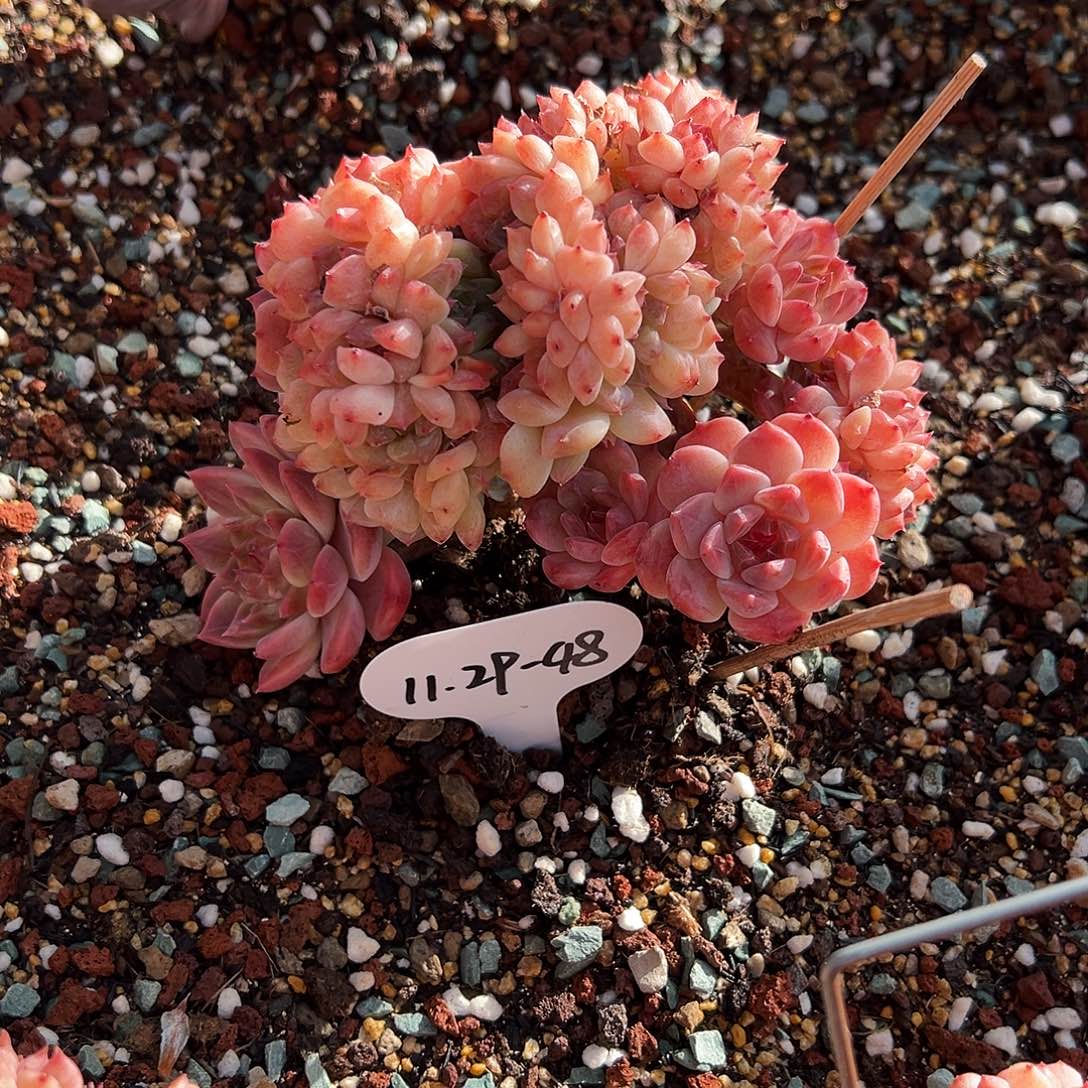 友***子1129-48冰魄树缀。