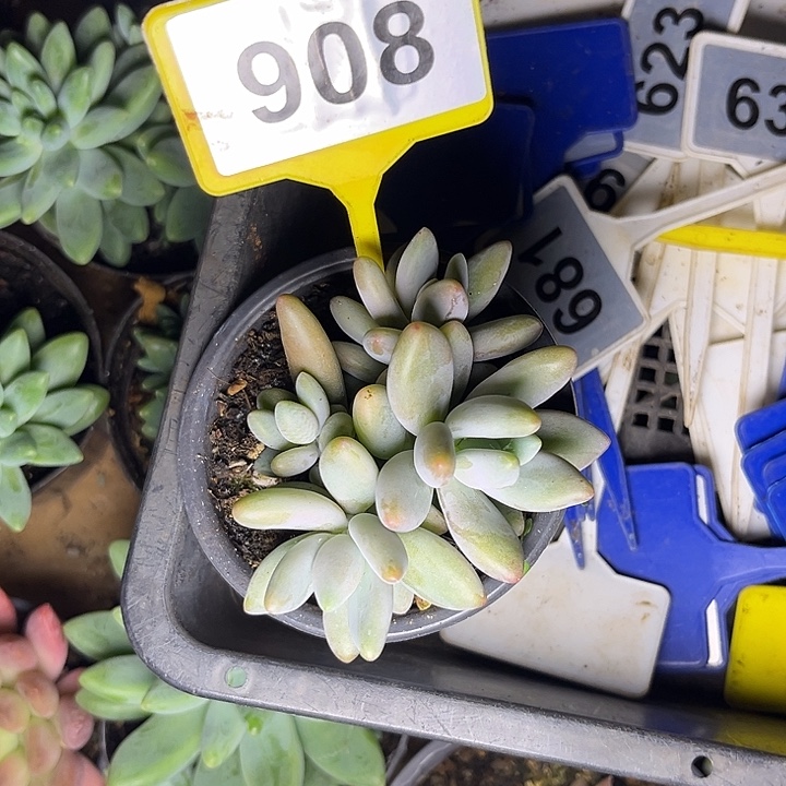 多肉植物白兰地908