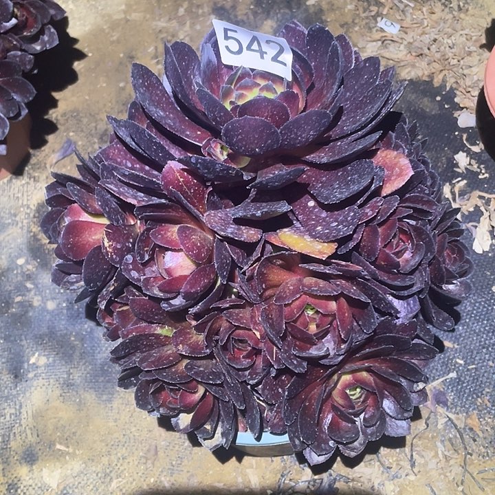 多肉植物法师542黑寡妇