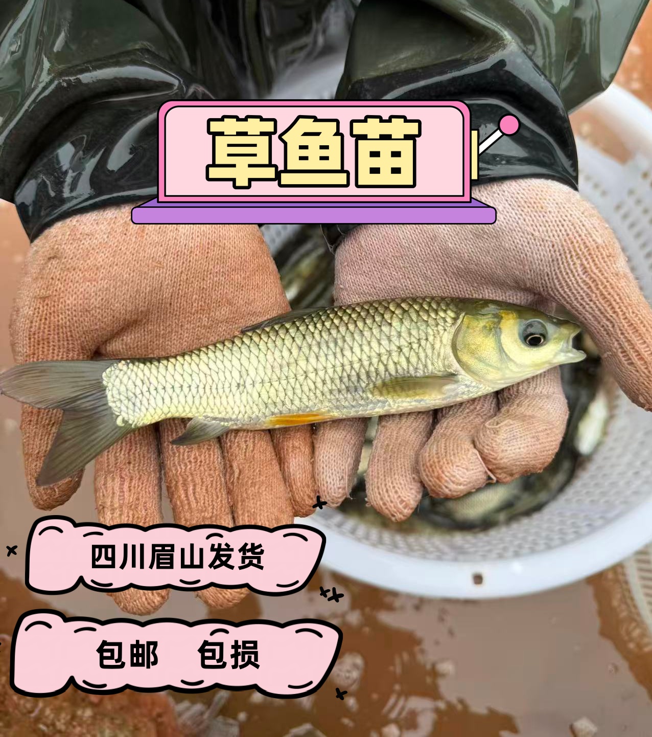 草鱼苗 四川眉山发货 淡水养殖