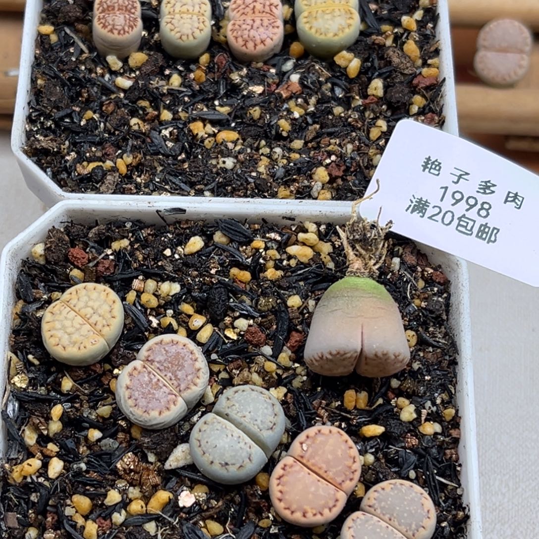 a***g1998号一首图片脱土发货