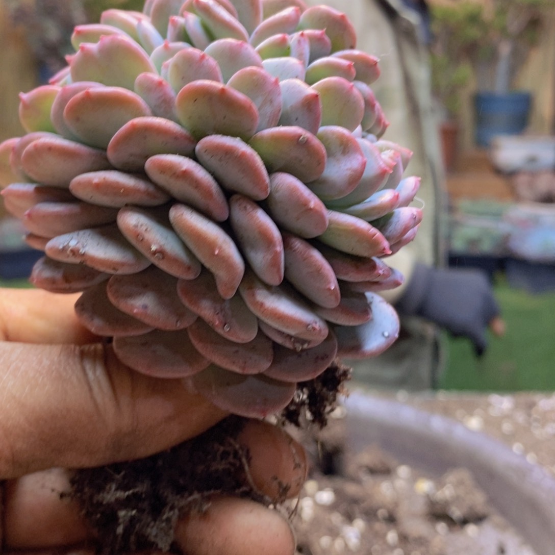 N***HF52号玛瑙缀多肉