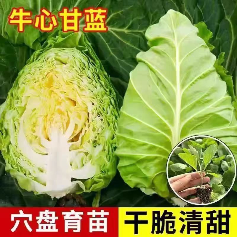 特大牛心包菜苗尖头包心菜苗正宗牛心甘蓝苗阳台庭院种植耐寒秧苗