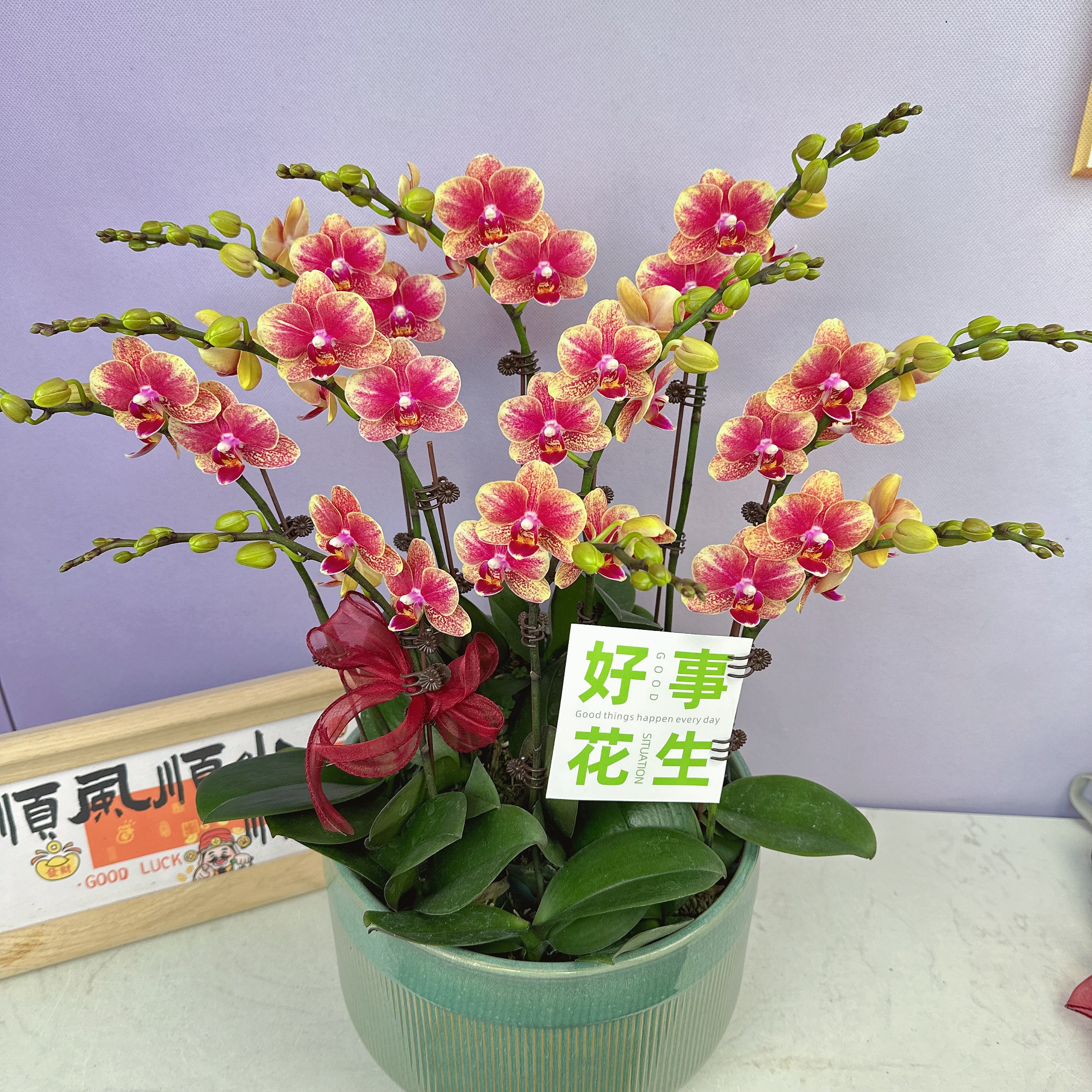 A3【金蝶】聚宝盆蝴蝶兰.基地直发.长花期室内花卉.年花送礼