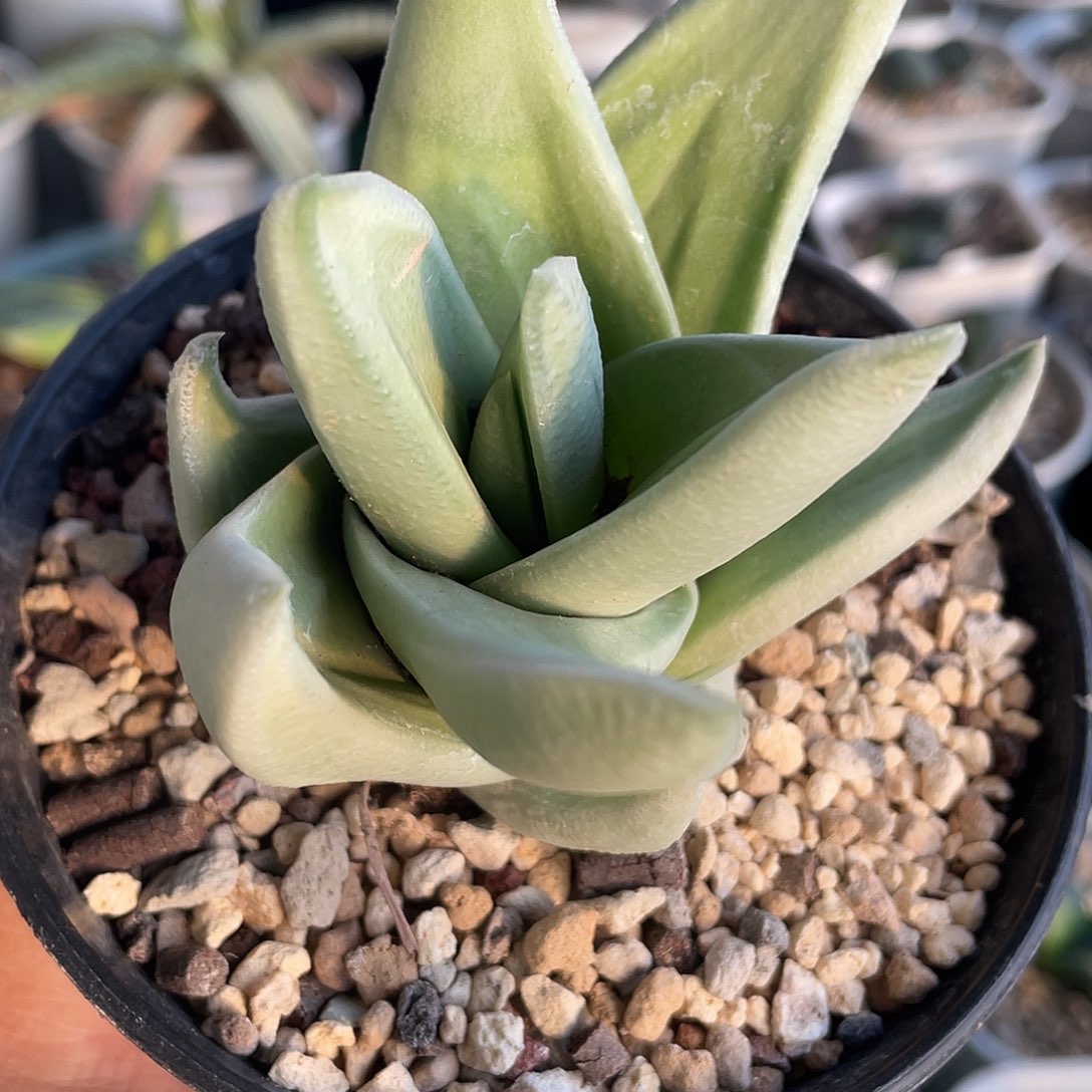 1015脱土发货111111