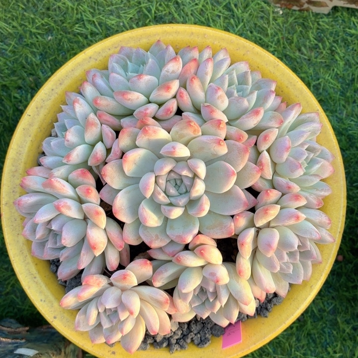 多肉植物 奶油美人-4