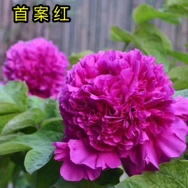 【首案红老桩独杆】紫色系重瓣观赏牡丹 别墅庭院带土球发货