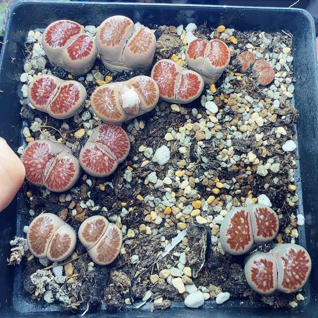 月***湾多肉植物开播福利冲834