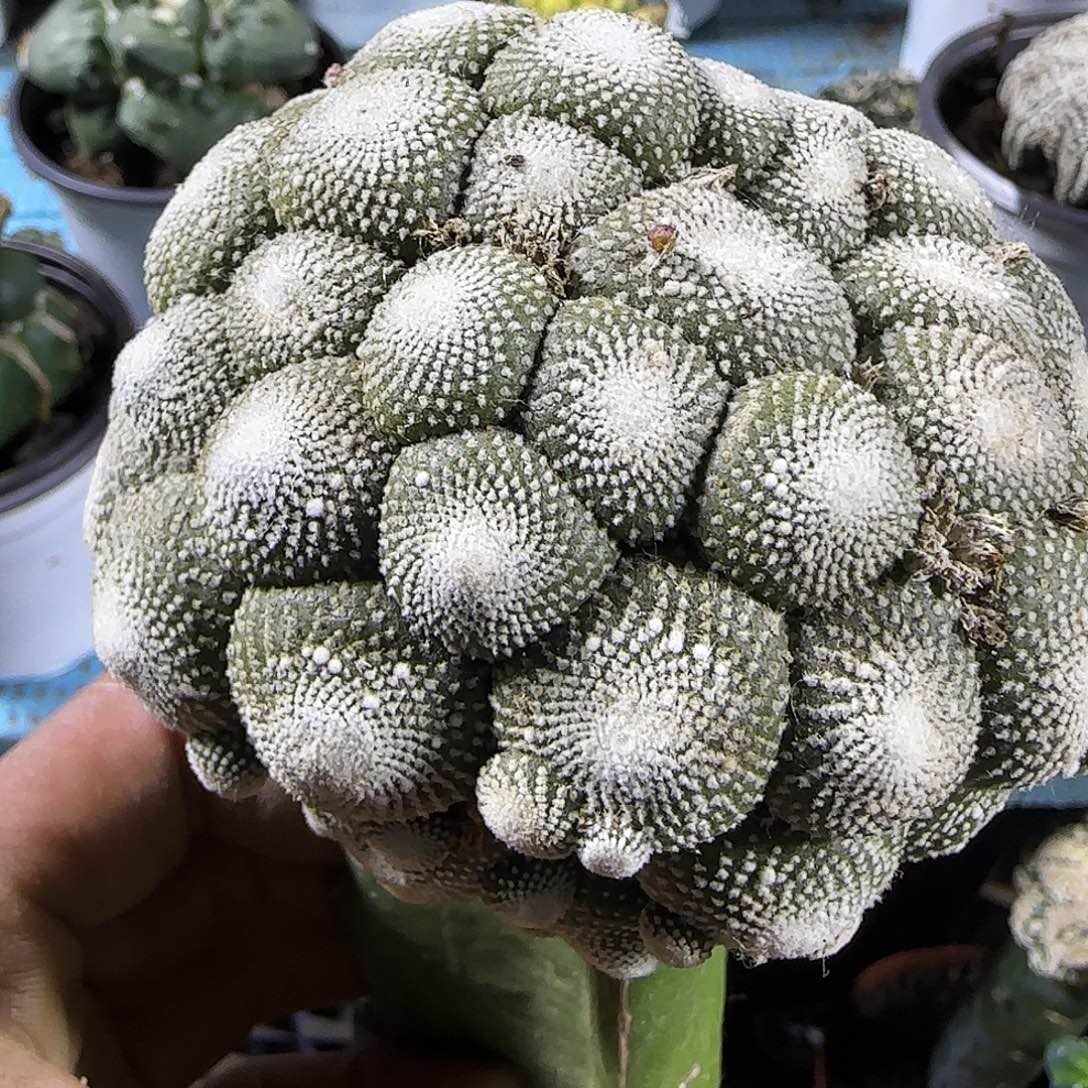 松露玉群头313仙人球